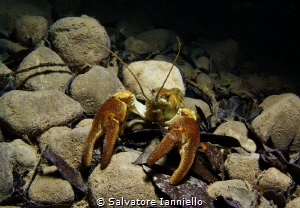 Crayfish Park of Cilento Italy by Salvatore Ianniello 